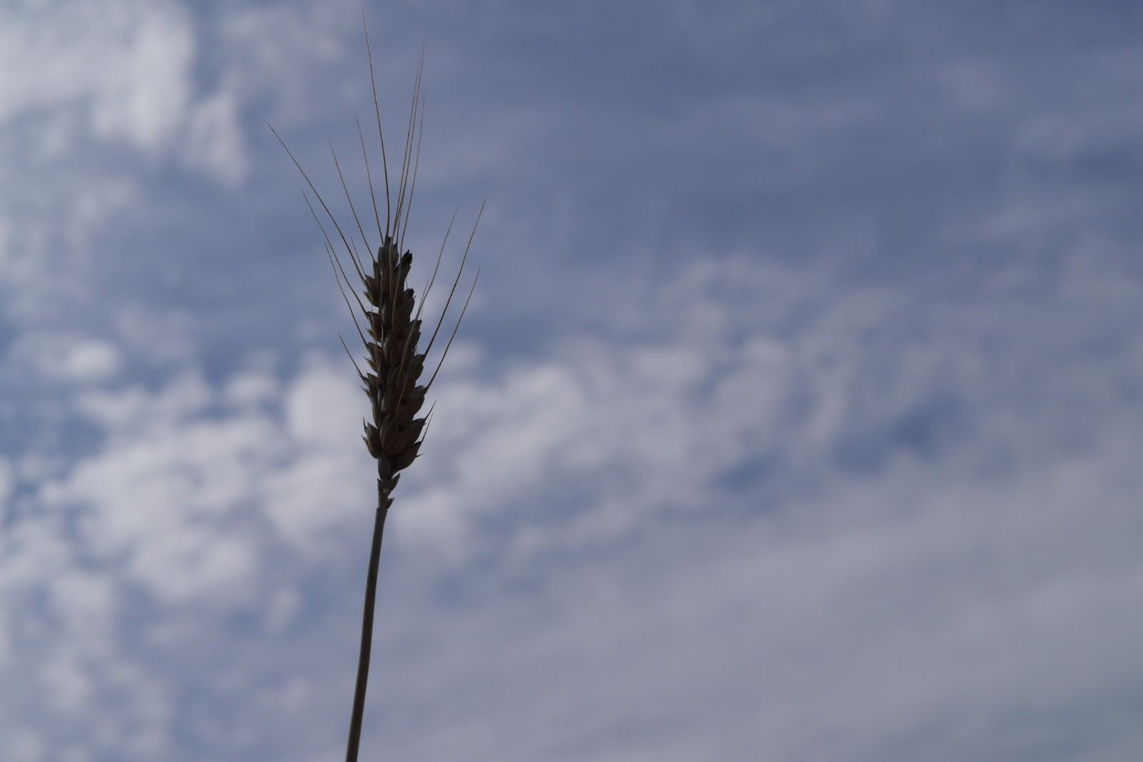 wheat-sky.jpeg